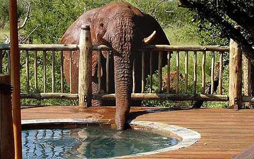 Picture 1 of The most exotic animals in 2010