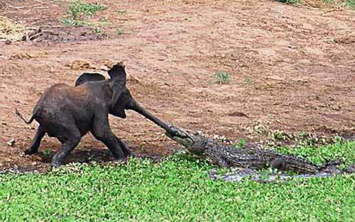Picture 6 of The most exotic animals in 2010