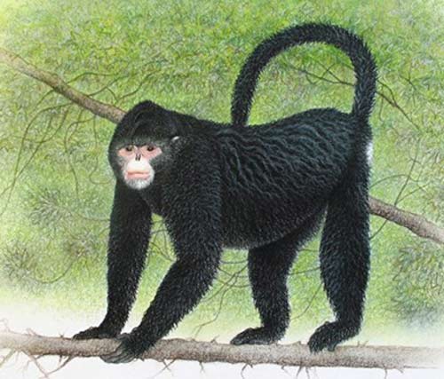 Picture 8 of The most exotic animals in 2010