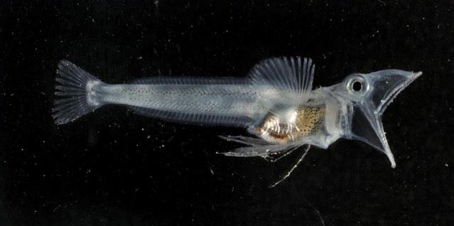 Picture 2 of The most exotic animals in Antarctica