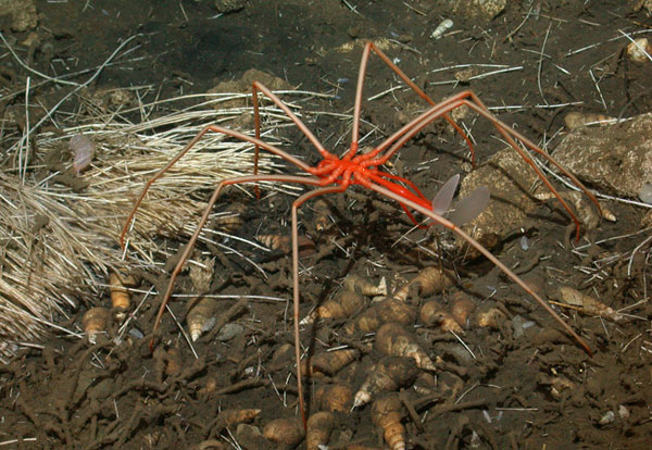 Picture 4 of The most exotic animals in Antarctica