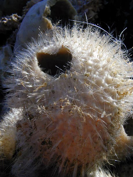 Picture 5 of The most exotic animals in Antarctica