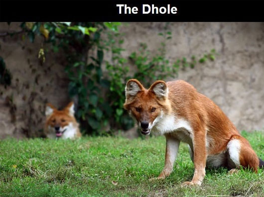 Picture 1 of The most exotic animals in the world