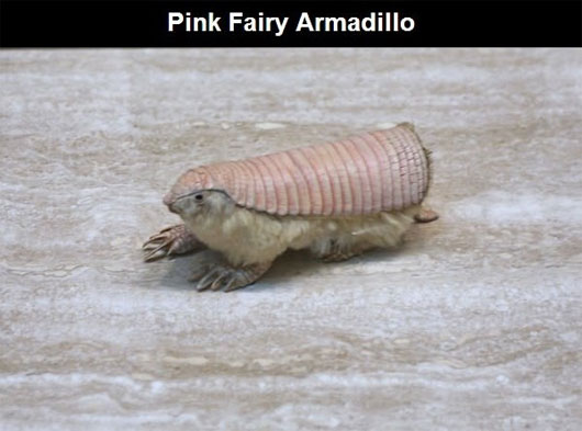 Picture 3 of The most exotic animals in the world