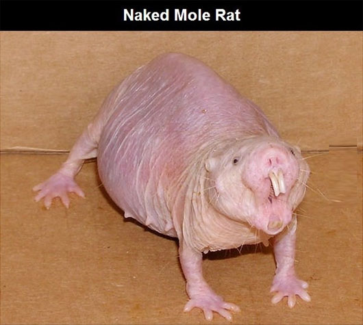 Picture 5 of The most exotic animals in the world