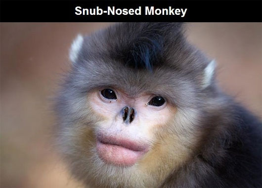 Picture 8 of The most exotic animals in the world