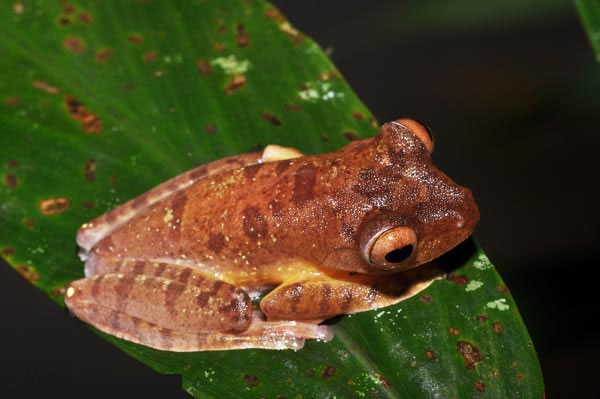 The most exotic animals on the planet images 1