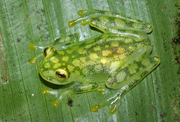 The most exotic animals on the planet images 2