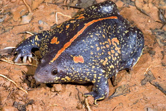 The most exotic animals on the planet images 3