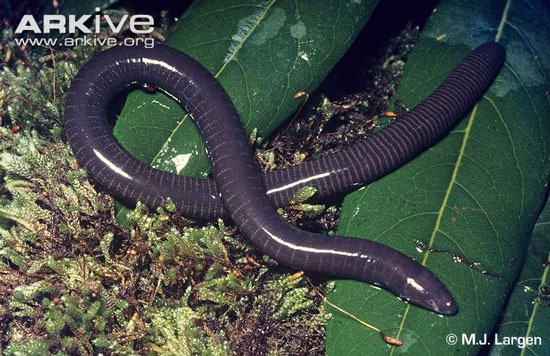 The most exotic animals on the planet images 4