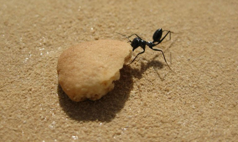 Picture 3 of The most exotic ant species in the desert: Knowing trigonometry but forget the way back if you see food