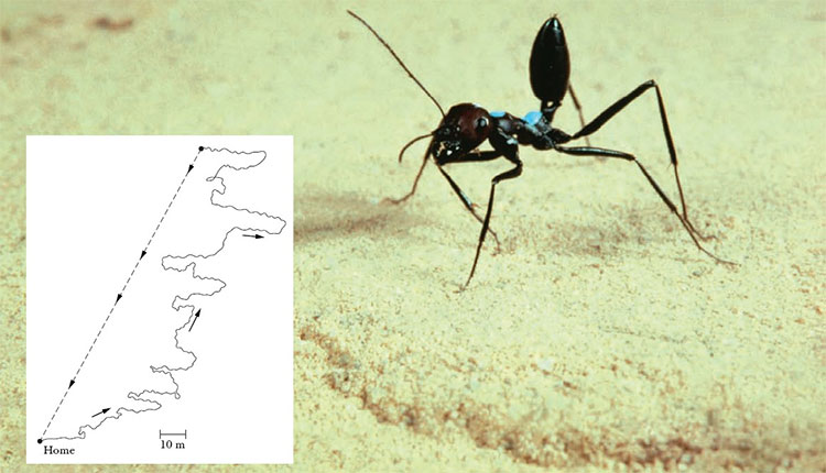 Picture 4 of The most exotic ant species in the desert: Knowing trigonometry but forget the way back if you see food