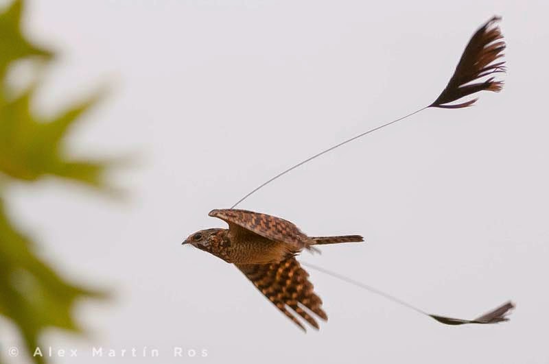 Picture 10 of The most exotic birds in the world
