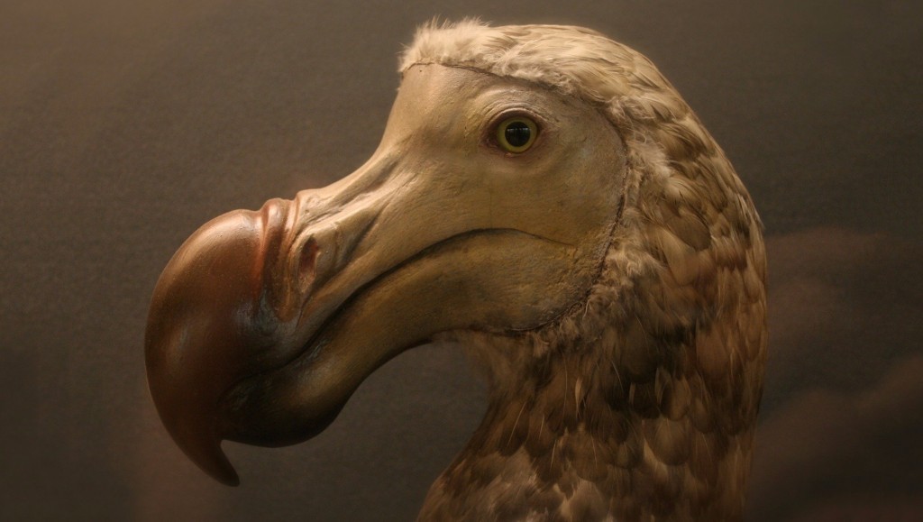 Picture 6 of The most exotic birds in the world