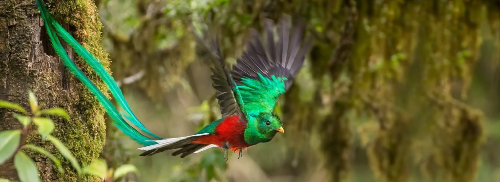 Picture 7 of The most exotic birds in the world