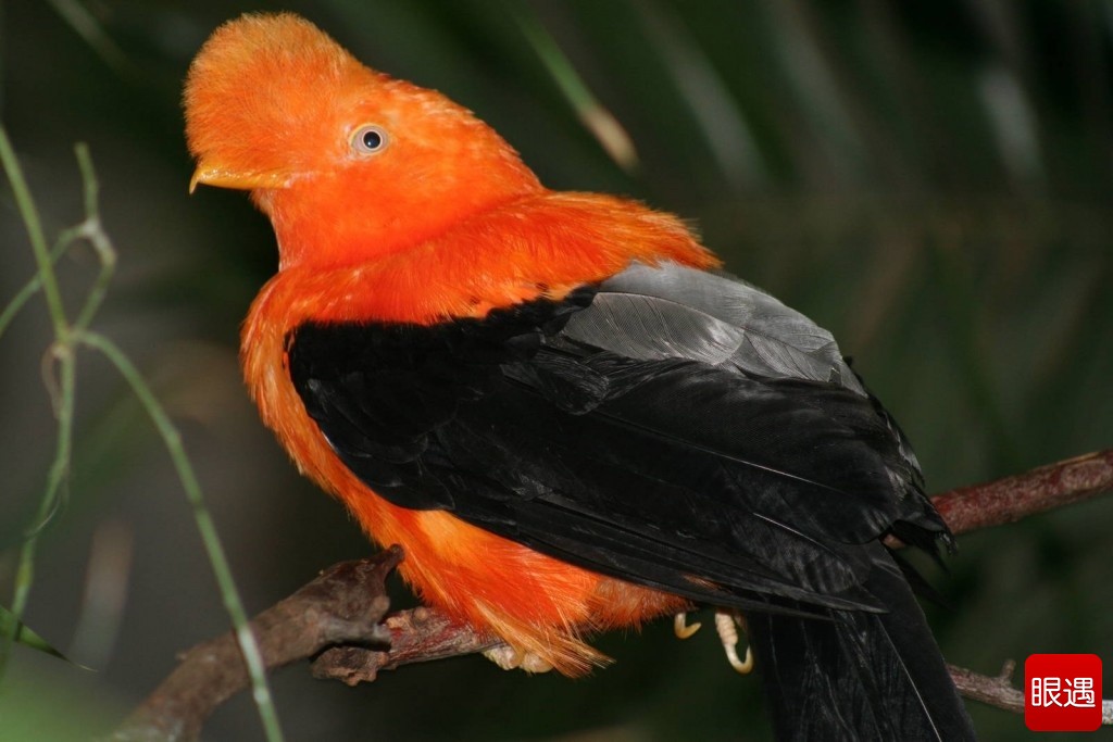 Picture 8 of The most exotic birds in the world