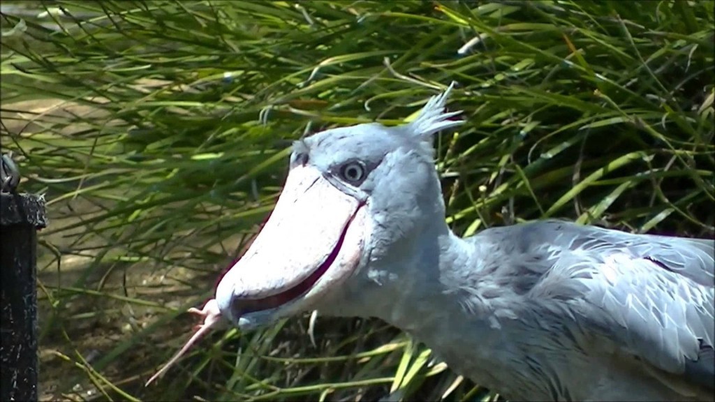 Picture 9 of The most exotic birds in the world