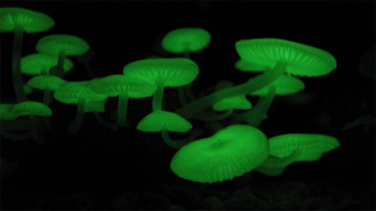 Picture 10 of The most exotic mushrooms in the world