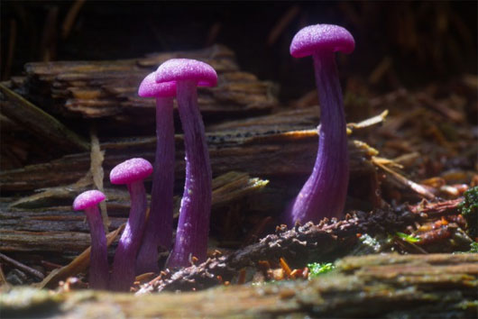 Picture 11 of The most exotic mushrooms in the world