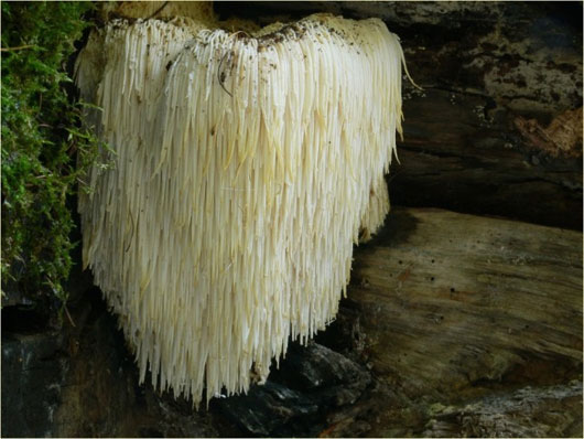 Picture 12 of The most exotic mushrooms in the world