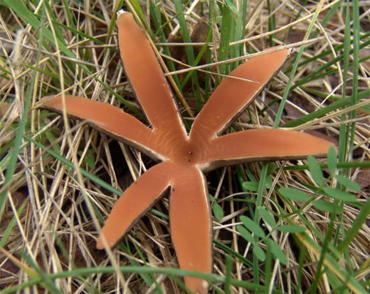 Picture 13 of The most exotic mushrooms in the world
