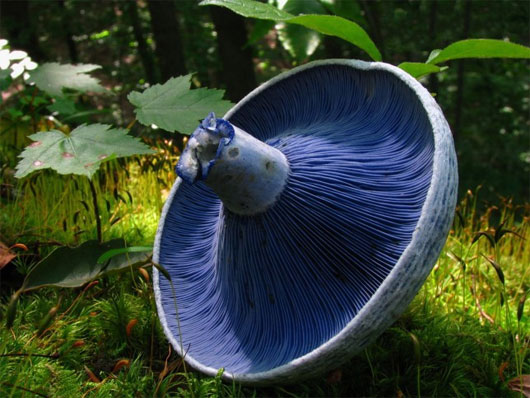 Picture 14 of The most exotic mushrooms in the world