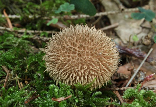 The most exotic mushrooms in the world