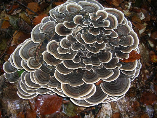 Picture 6 of The most exotic mushrooms in the world