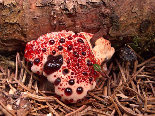 Picture 7 of The most exotic mushrooms in the world