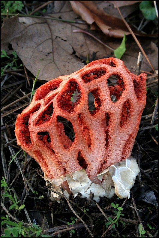 Picture 8 of The most exotic mushrooms in the world