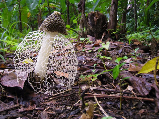 Picture 9 of The most exotic mushrooms in the world