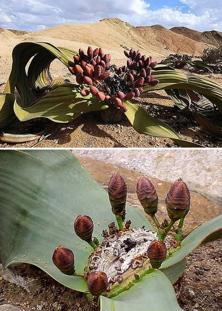 Picture 1 of The most exotic plants in the world