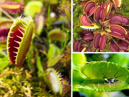 Picture 2 of The most exotic plants in the world