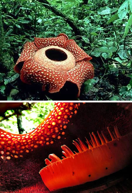 Picture 3 of The most exotic plants in the world