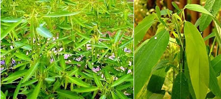 Picture 4 of The most exotic plants in the world