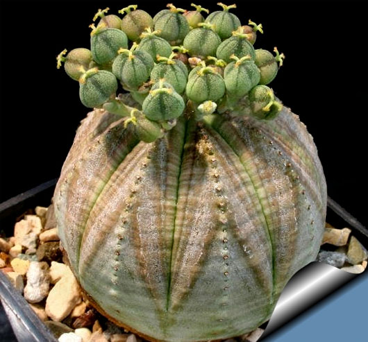 Picture 5 of The most exotic plants in the world