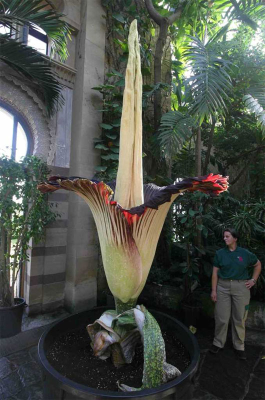 Picture 6 of The most exotic plants in the world
