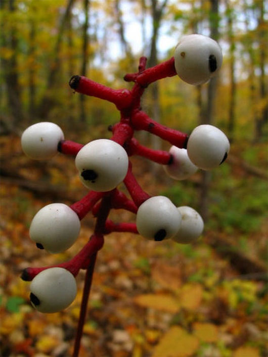 Picture 8 of The most exotic plants in the world