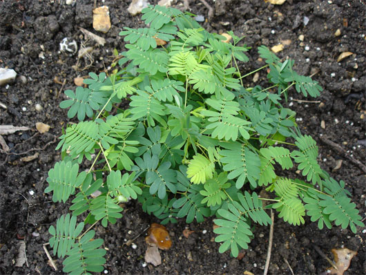 Picture 9 of The most exotic plants in the world