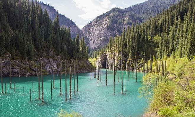 Picture 5 of The most exotic trees on Earth