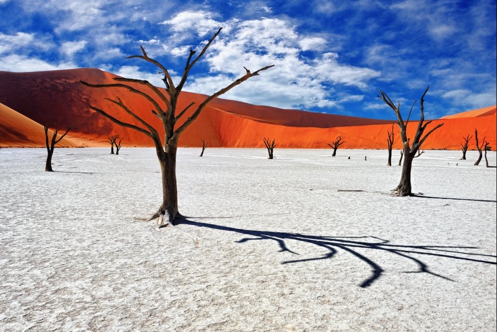 Picture 6 of The most exotic trees on Earth