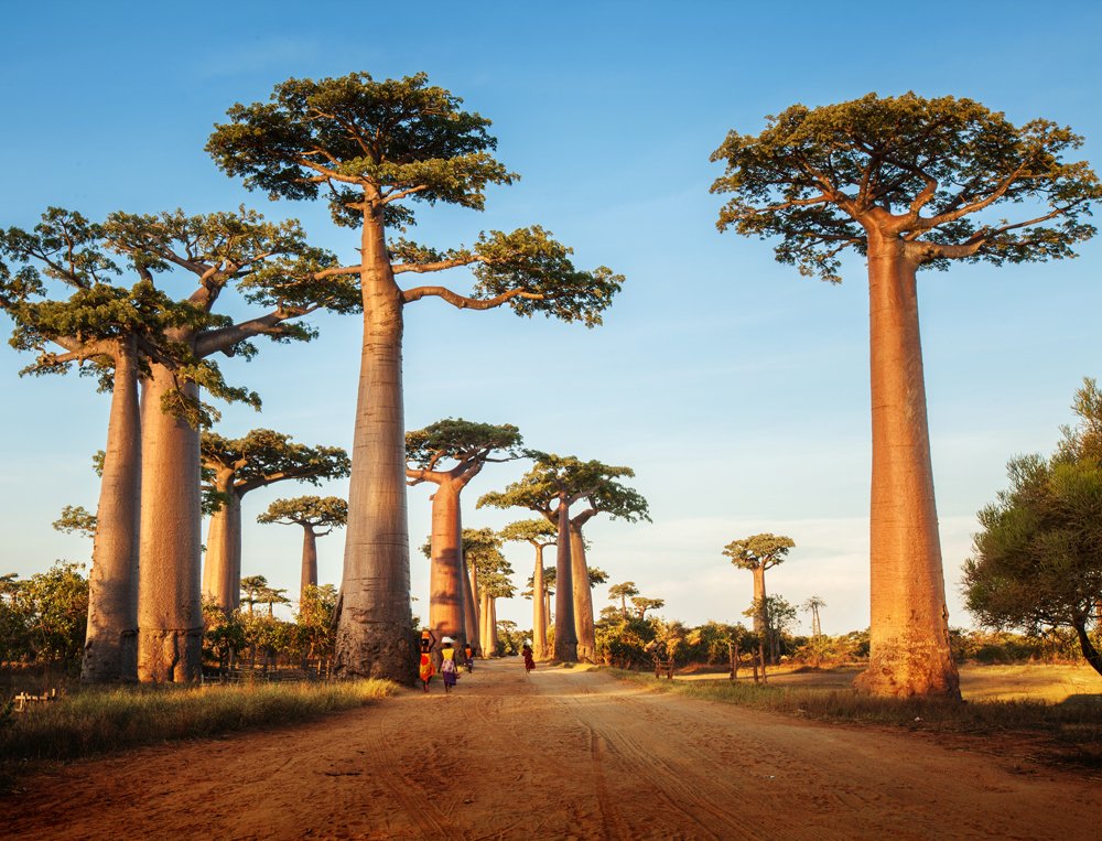 The most exotic trees on Earth