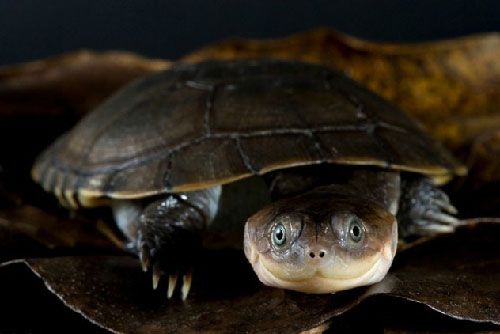 Picture 10 of The most exotic turtles in the world