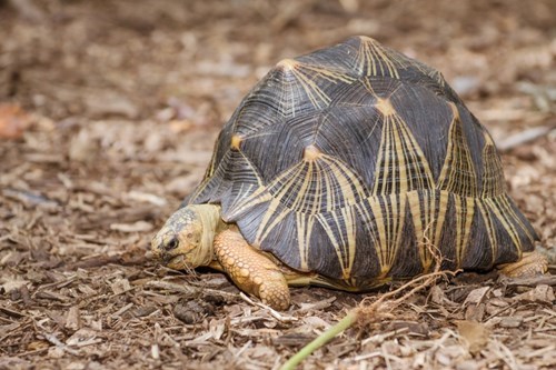 The most exotic turtles in the world