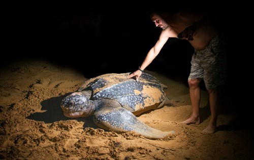 Picture 13 of The most exotic turtles in the world