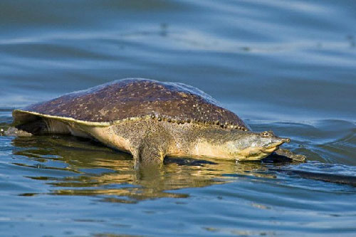 Picture 4 of The most exotic turtles in the world