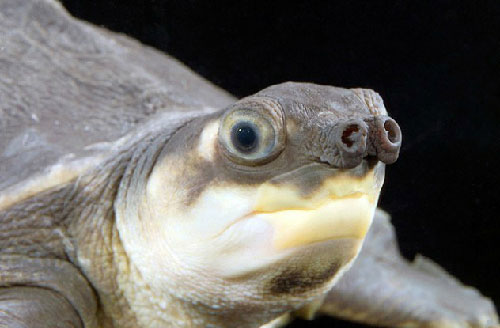 Picture 8 of The most exotic turtles in the world