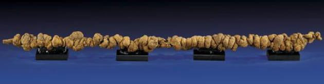 Picture 4 of The most expensive feces in the world, 80kg worth $ 3 million