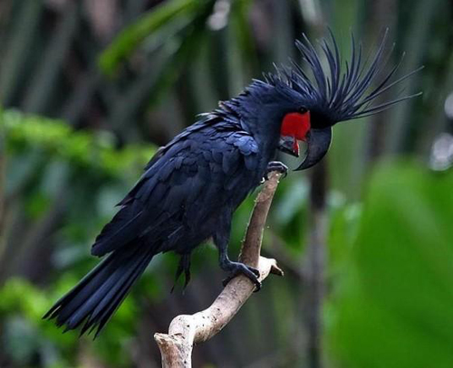 Picture 4 of The most expensive pets in the world