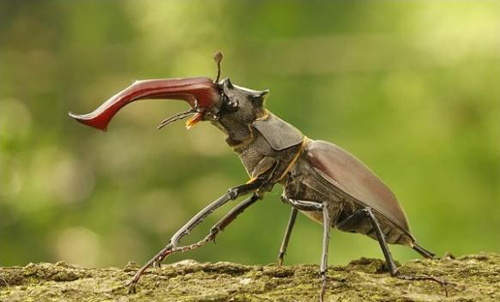Picture 5 of The most expensive pets in the world